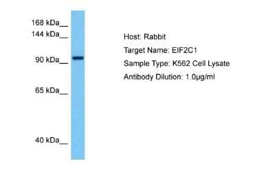 Western Blot: AGO1/EIF2C1 Antibody [NBP2-86572]