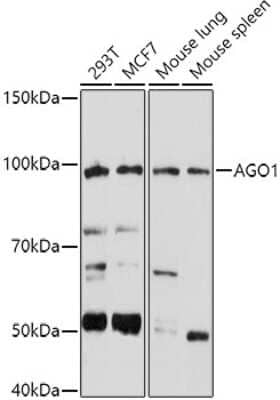 Western Blot: AGO1/EIF2C1 AntibodyAzide and BSA Free [NBP2-92465]