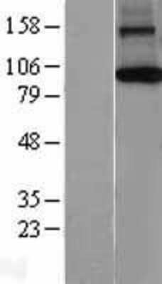 Western Blot: AGO1/EIF2C1 Overexpression Lysate [NBL1-10182]