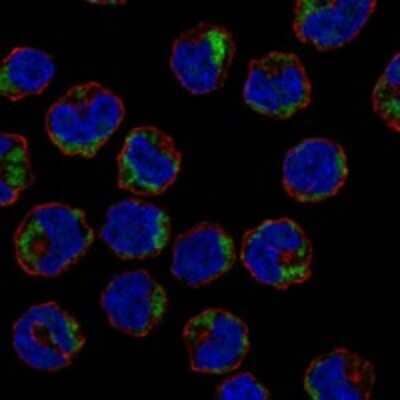 Immunocytochemistry/ Immunofluorescence: AGPAT5 Antibody [NBP3-17797]