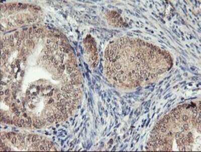 Immunohistochemistry: AGPAT5 Antibody (OTI2C4) - Azide and BSA Free [NBP2-72002]