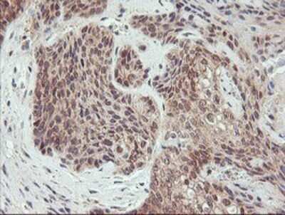 Immunohistochemistry: AGPAT5 Antibody (OTI2C4) - Azide and BSA Free [NBP2-72002]