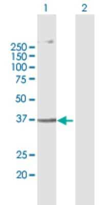 Western Blot: AGPAT5 Antibody [H00055326-B01P]