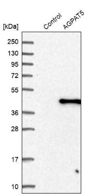 Western Blot: AGPAT5 Antibody [NBP1-83767]