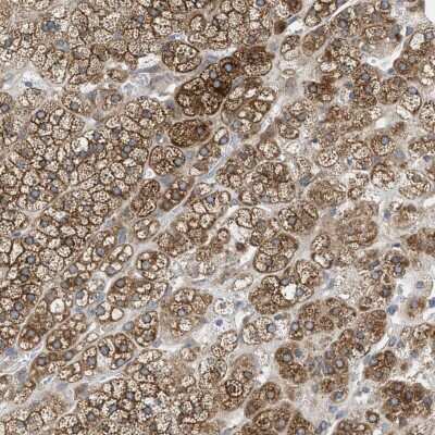 Immunohistochemistry-Paraffin: AGPAT6 Antibody [NBP1-85061]