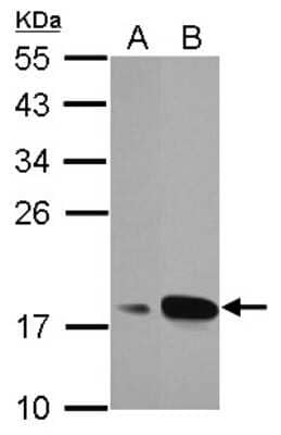 Western Blot: AG-3/AGR3 Antibody [NBP2-15307]