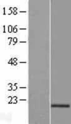 Western Blot: AG-3/AGR3 Overexpression Lysate [NBL1-07390]