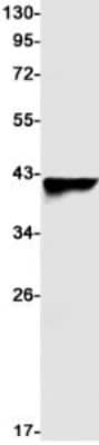 Western Blot: AGTR-1 Antibody (S07-1I6) [NBP3-19499]