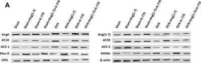 Western Blot: AGTR-1 AntibodyBSA Free [NBP1-77078]