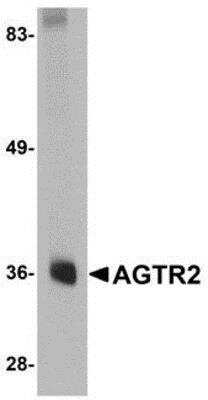 Western Blot: AGTR-2 AntibodyBSA Free [NBP1-77368]