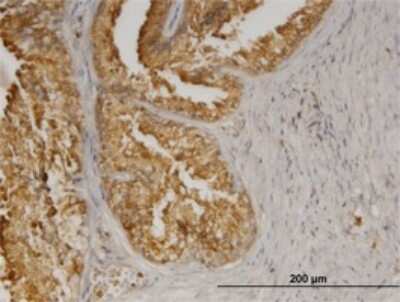 Immunohistochemistry-Paraffin: AGTRAP Antibody (1G2) [H00057085-M02]