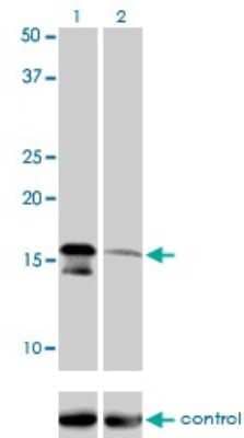 Western Blot: AGTRAP Antibody (1G2) [H00057085-M02]