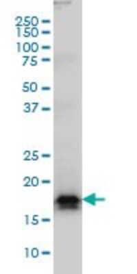 Western Blot: AGTRAP Antibody (1G2) [H00057085-M02]