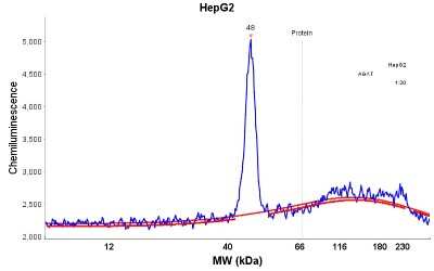 Simple Western: AGXT Antibody [NBP1-89200]