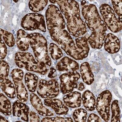 Immunohistochemistry-Paraffin: AGXT2 Antibody [NBP1-89199]