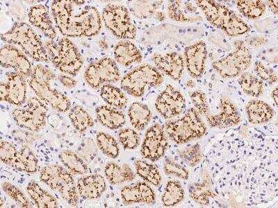 Immunohistochemistry-Paraffin: AGXT2 Antibody [NBP3-06037]