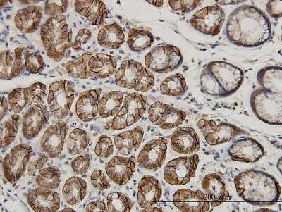 Immunohistochemistry-Paraffin: AHCYL1 Antibody (5D6) [H00010768-M05]