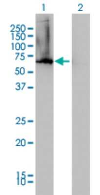 Western Blot: AHCYL1 Antibody (5D6) [H00010768-M05]