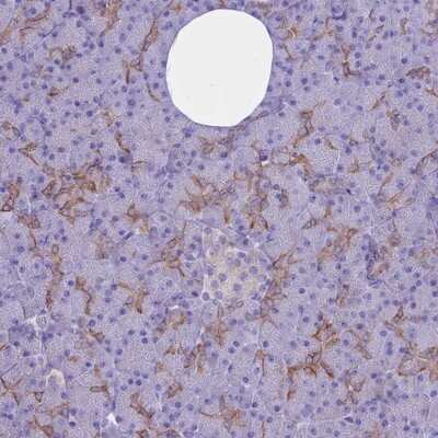 Immunohistochemistry-Paraffin: AHCYL1 Antibody [NBP1-83093]