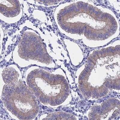 Immunohistochemistry-Paraffin: AHCYL1 Antibody [NBP1-83093]