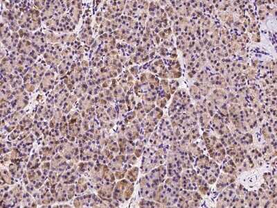 Immunohistochemistry-Paraffin: AHCYL1 Antibody [NBP2-98585]