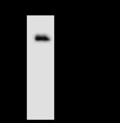 Immunoprecipitation: AHCYL1 Antibody [NBP2-98585]