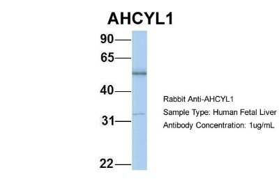 Western Blot: AHCYL1 Antibody [NBP1-57654]