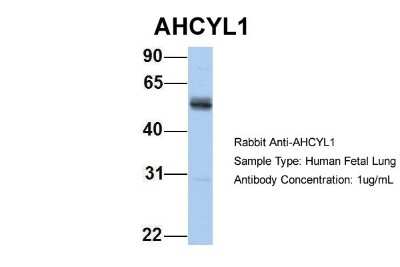 Western Blot: AHCYL1 Antibody [NBP1-57654]