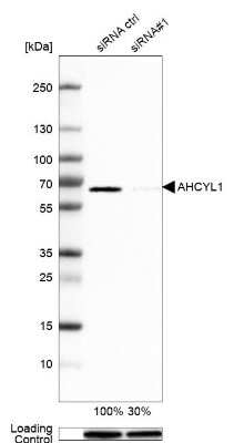 Western Blot: AHCYL1 Antibody [NBP1-83093]