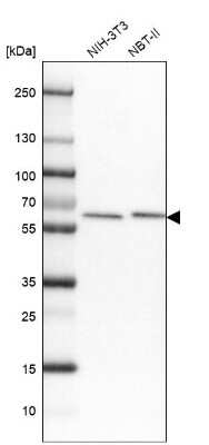 Western Blot: AHCYL1 Antibody [NBP1-83093]