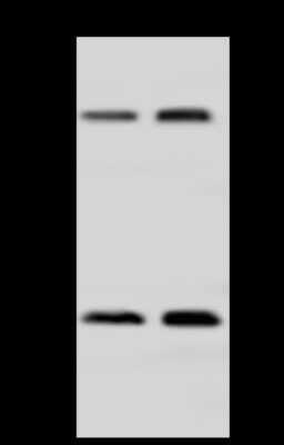 Western Blot: AHCYL1 Antibody [NBP2-98585]