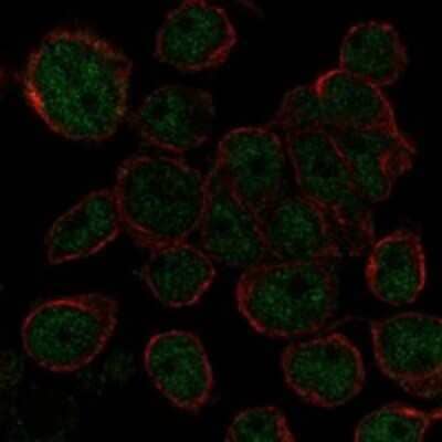 Immunocytochemistry/ Immunofluorescence: AHDC1 Antibody [NBP3-17335]