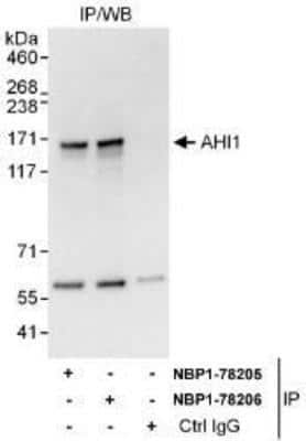 Immunoprecipitation: AHI1 Antibody [NBP1-78205]