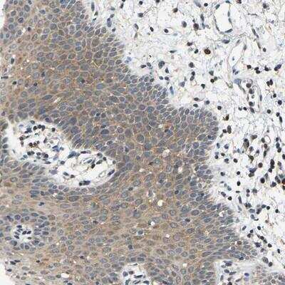 Immunohistochemistry-Paraffin: AHNAK Antibody [NBP1-81060]