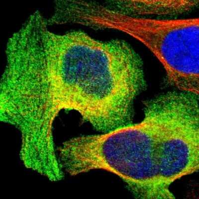 Immunocytochemistry/ Immunofluorescence: AHNAK2 Antibody [NBP1-88428]