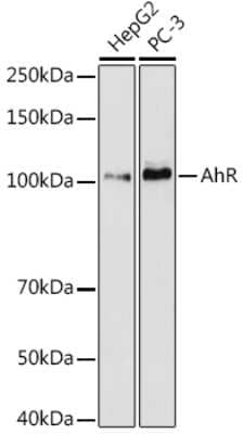 Western Blot: AHR Antibody (1B10E5) [NBP3-16312]