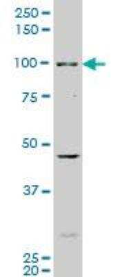 Western Blot: AHR Antibody (3B12) [H00000196-M02]