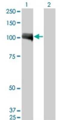 Western Blot: AHR Antibody (3B12) [H00000196-M02]