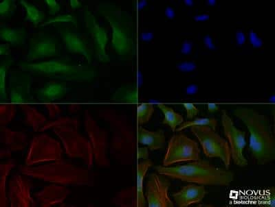 Immunocytochemistry/ Immunofluorescence: AHR Antibody [NB100-128]