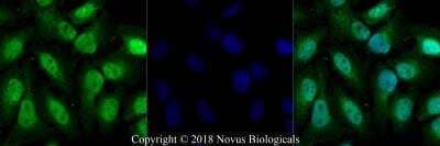 Immunocytochemistry/ Immunofluorescence: AHR Antibody - BSA Free [NB100-2289]