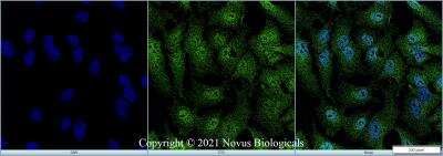 Immunocytochemistry/ Immunofluorescence: AHR Antibody - BSA Free [NB100-2289]