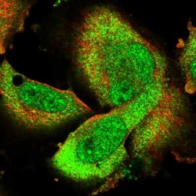 Immunocytochemistry/ Immunofluorescence: AHR Antibody [NBP1-89974]