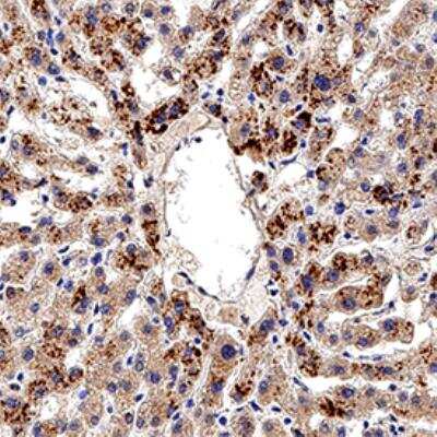 Immunohistochemistry-Paraffin: AHR Antibody [NB100-128]