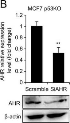 Knockdown Validated: AHR Antibody - BSA Free [NB100-2289]