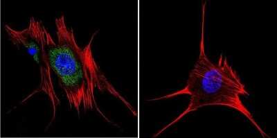 Immunocytochemistry/ Immunofluorescence: AHR Antibody (RPT1) [NB300-530]