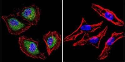 Immunocytochemistry/ Immunofluorescence: AHR Antibody (RPT1) [NB300-530]