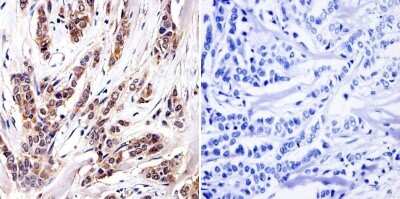 Immunohistochemistry-Paraffin: AHR Antibody (RPT1) [NB300-530]