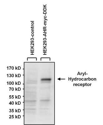 Western Blot: AHR Antibody (RPT1) [NB300-530]