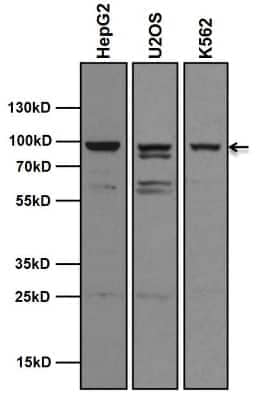 Western Blot: AHR Antibody (RPT1) [NB300-530]