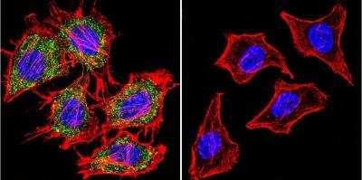 Immunocytochemistry/ Immunofluorescence: AHR Antibody (RPT9) - BSA Free [NB300-515]